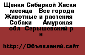 Щенки Сибиркой Хаски 2 месяца - Все города Животные и растения » Собаки   . Амурская обл.,Серышевский р-н